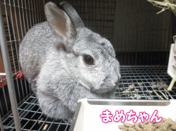 1401818w.gif