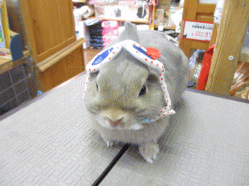 140331b.gif