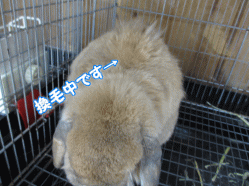 140401l.gif