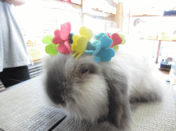 140405d.gif