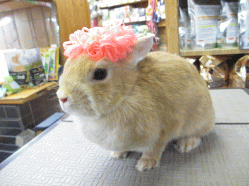 140406f.gif