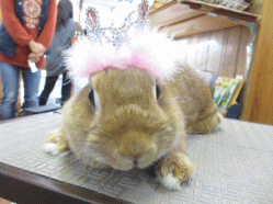 140409f.gif