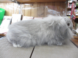 140412d.gif