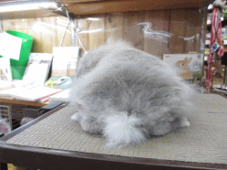 140412e.gif
