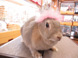 140417b.gif