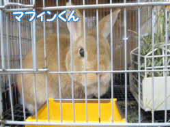 140417c.gif