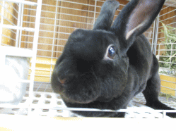 140417f.gif