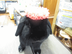 140418d.gif