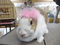 140419b.gif