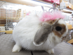 140419f.gif