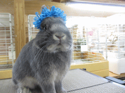 140420h.gif