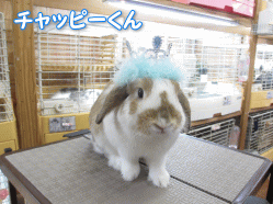 140420q.gif