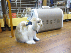 140420r.gif