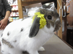 140424b.gif