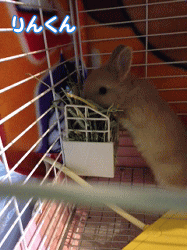 140424i.gif