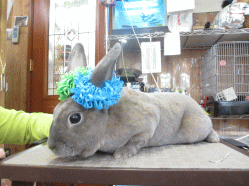 140426p.gif