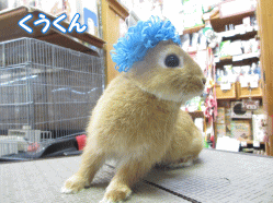 140426q.gif