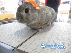 140426s.gif