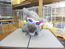 140426v.gif