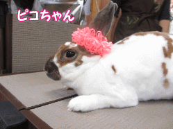 140426w.gif