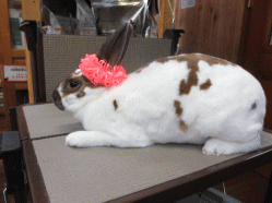 140426x.gif