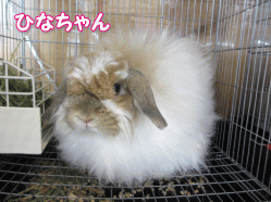 140427c.gif