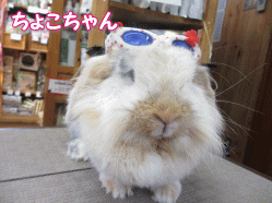 140429a.gif