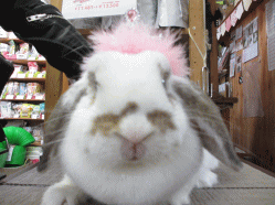 140429d.gif
