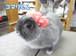140429g.gif