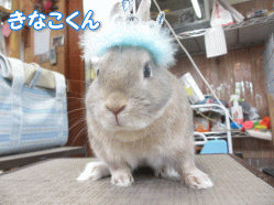 140503a.gif