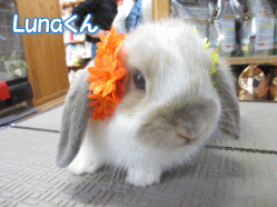 140503e.gif
