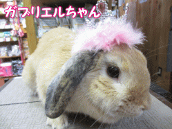 140504a.gif