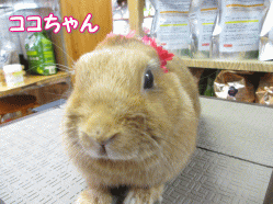 140505c.gif