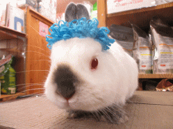 140506b.gif