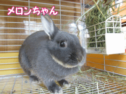 140506n.gif