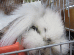 140506q.gif