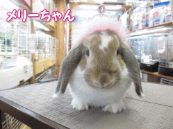 140506r.gif
