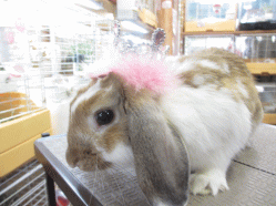 140506s.gif