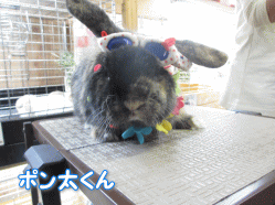 140511c.gif