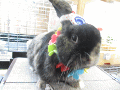 140511d.gif