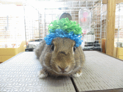 140511h.gif