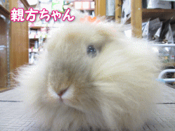 140512c.gif