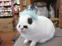 140512i.gif
