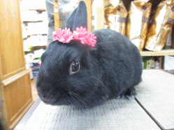 140516b.gif