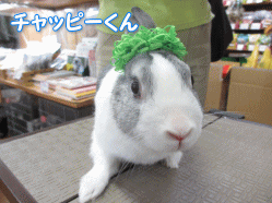 140517a.gif