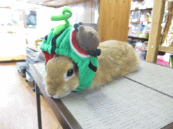 140518b.gif