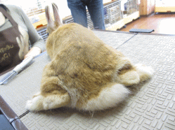 140518c.gif