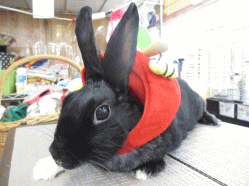 140518h.gif