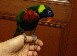 140520g.gif