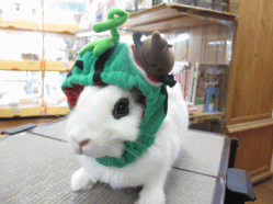 140523b.gif